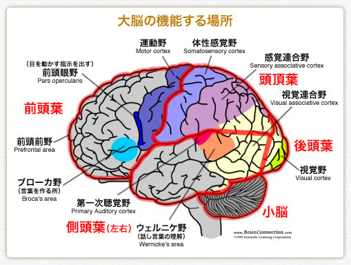 児童発達支援事業所　FCCキッズ東船橋【2025年03月01日オープン】（言語聴覚士の求人）の写真12枚目：