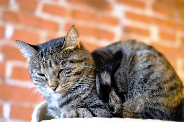 保護猫サロン　ねこのマーチ【2025年11月オープン予定】（サービス管理責任者の求人）の写真5枚目：
