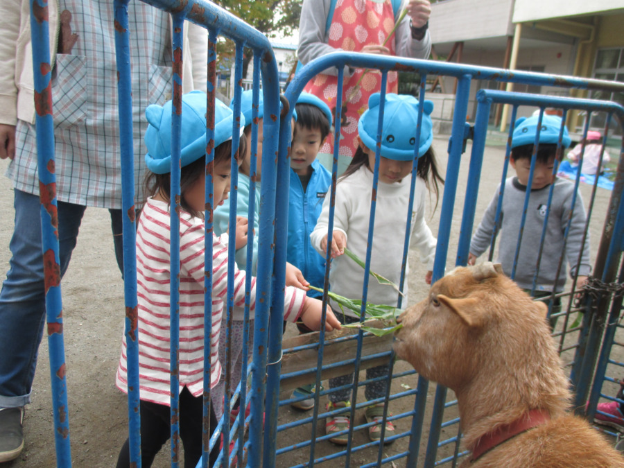 みなみ絵本のこども園(保育士の求人)の写真4枚目:ヤギのメルちゃんも待ってます♪