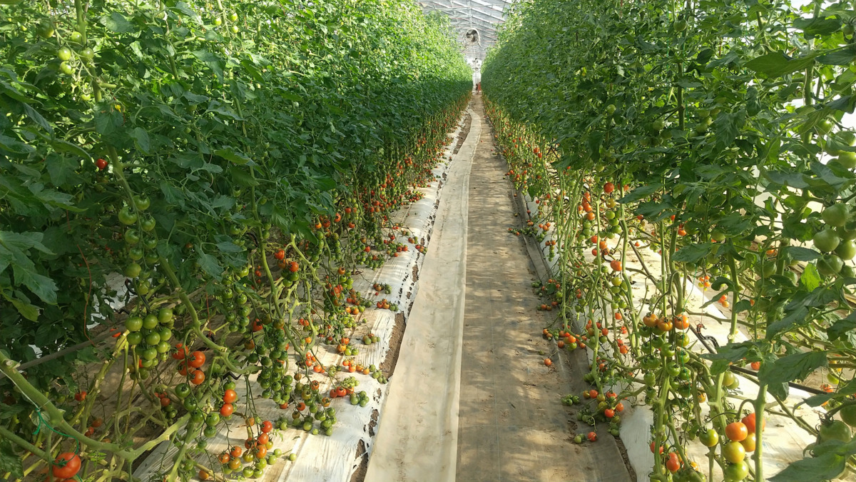 就労支援施設信州ふれあいの森(サービス管理責任者の求人)の写真2枚目: