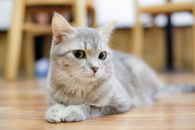 保護猫サロン　ねこのマーチ【2025年11月オープン予定】（サービス管理責任者の求人）の写真4枚目：