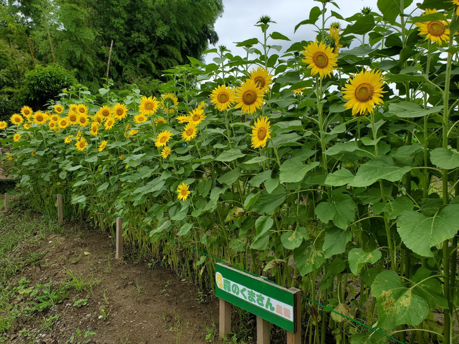 児童発達支援 放課後等デイサービス 森のくまさんの写真4枚目: