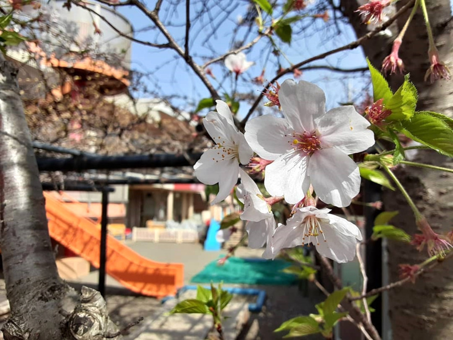 御所見愛児園の写真12枚目: