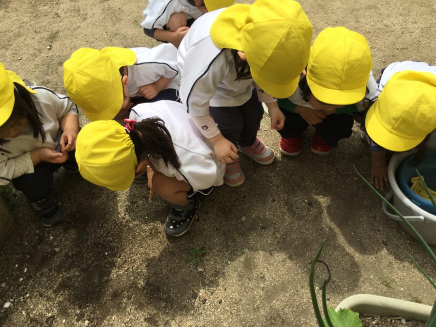 おかもと虹こども園（保育士の求人）の写真2枚目：だんごむし　いるかなぁ