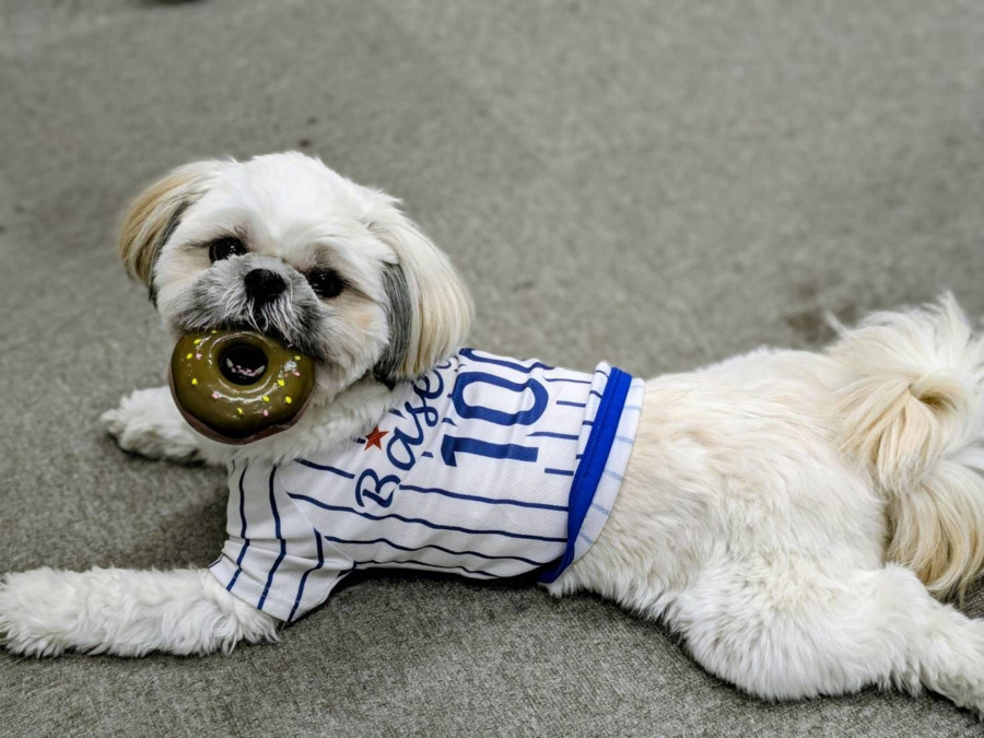 特別養護老人ホームうみのほしルルド（介護職/ヘルパーの求人）の写真4枚目：1歳のシーズーも一緒に暮らしています◎仕事の合間に癒やしてもらえます♪