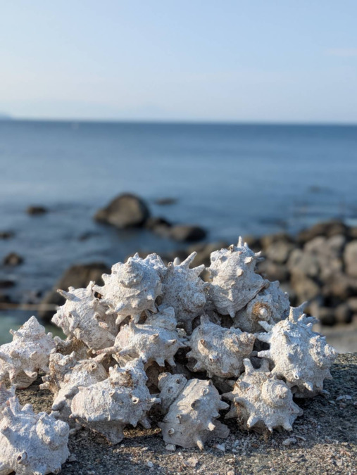 岡田薬局（薬剤師の求人）の写真8枚目：熱海といえば海、休みの日には海には海水浴をしたり、サーフィンをしたりできます。