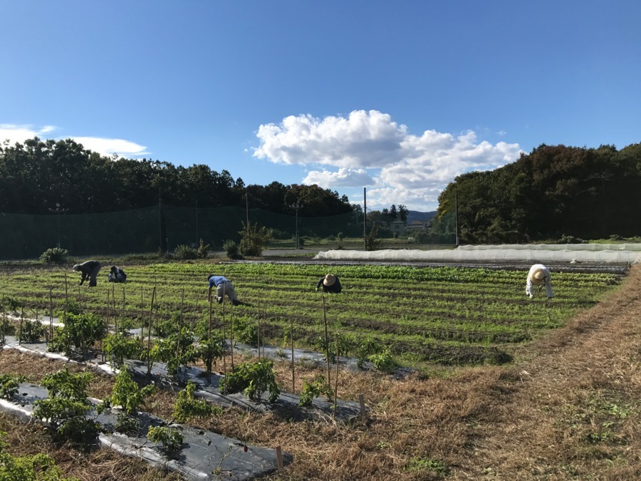 株式会社野のファーム 就労継続支援事業所の写真3枚目：