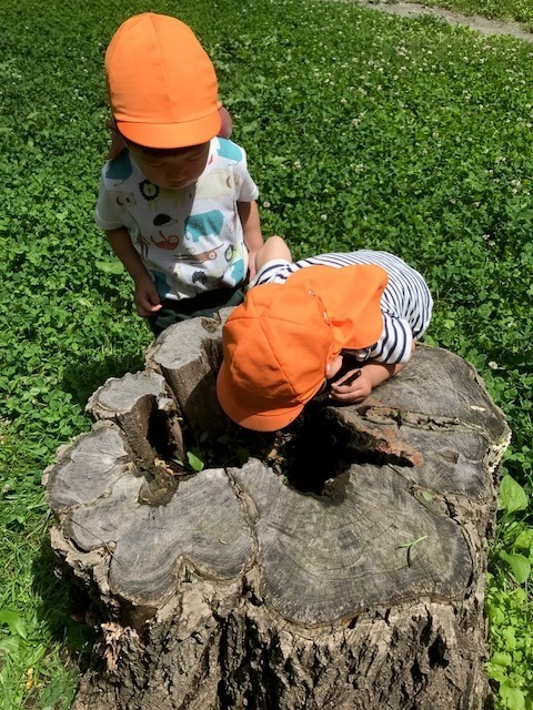 びくとりー保育園(管理栄養士/栄養士の求人)の写真4枚目:戸外あそび