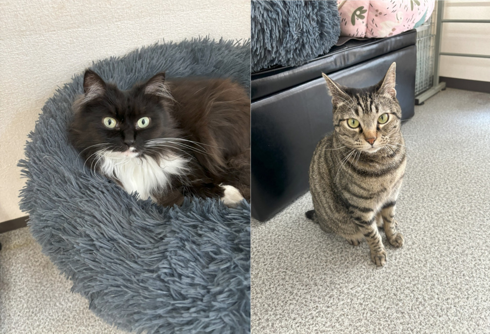 放課後等デイサービス ウィズ・ユー成田の写真