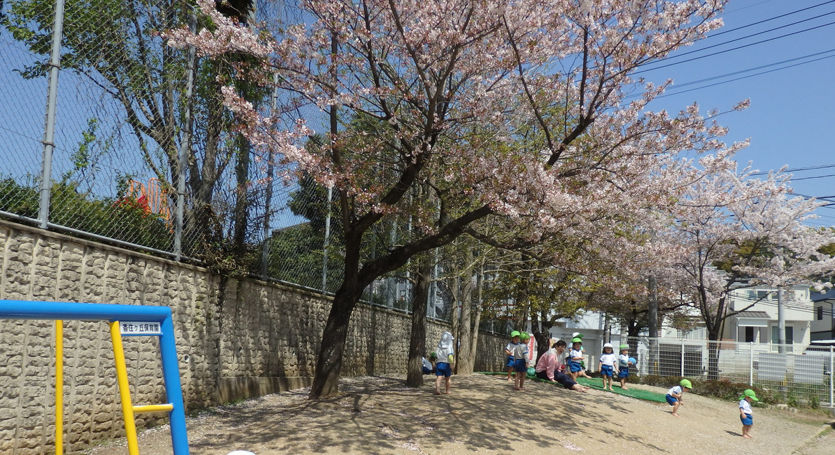 香住ヶ丘保育園の写真2枚目：子ども達はお外遊びが大好きです！園庭には大きな桜の木✨皆のお気に入りです♪