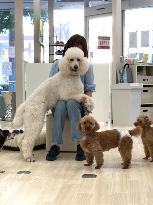 保護犬保護猫ふれあい＆カフェ ANELLA CAFÉ西宮店【2025年04月オープン】（サービス管理責任者の求人）の写真9枚目：
