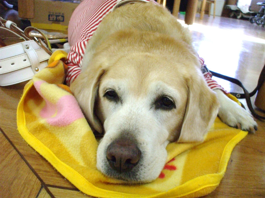 介護老人保健施設さくらの里（看護師/准看護師の求人）の写真4枚目：