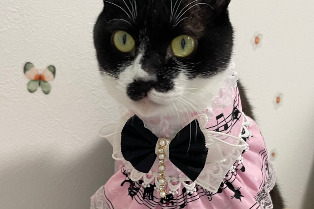 保護猫サロン　ねこのマーチ【2025年11月オープン予定】（サービス管理責任者の求人）の写真2枚目：「ねこのマーチ」は2025/11月オープンです