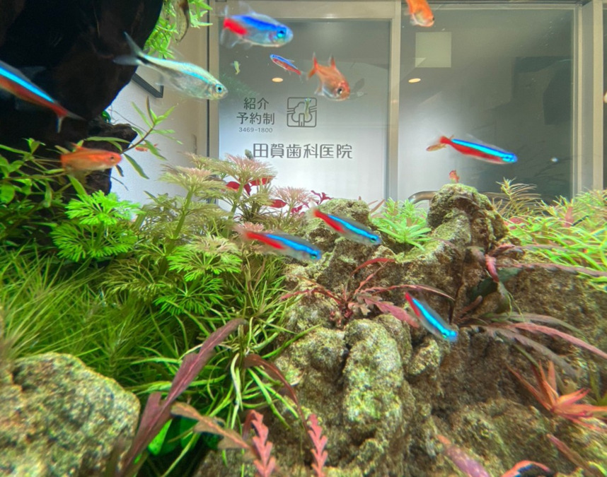 田賀歯科医院（歯科衛生士の求人）の写真9枚目：待合室には大型アクアリウム
