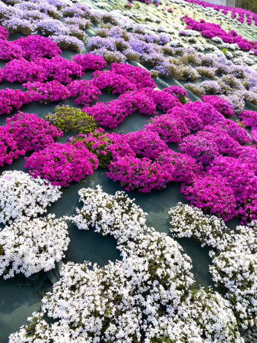 第二デイサービスかえでの写真4枚目：