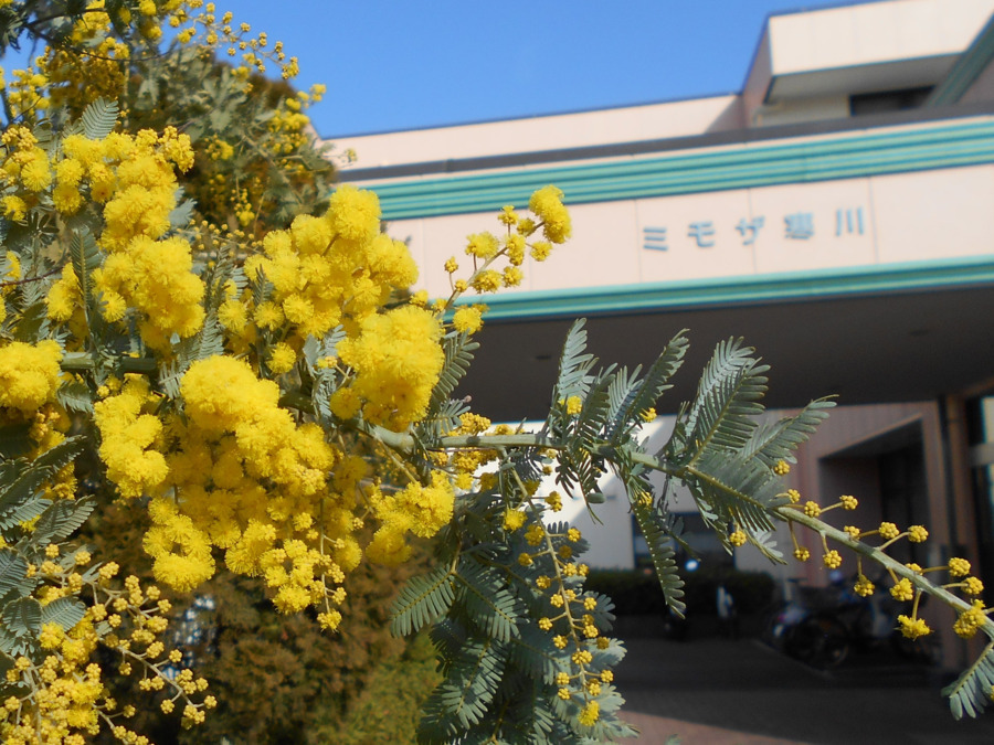 ミモザ寒川デイサービスの写真6枚目：
ご利用者に、そっと寄り添い・支えあう。ありのままを受け入れ支援して行きます。
