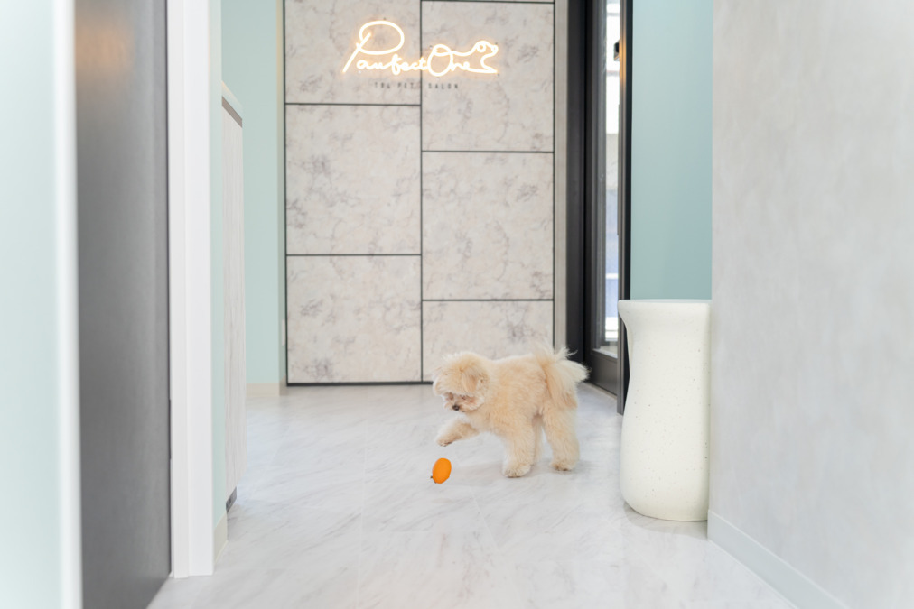 Pawfect One TBL 表参道の写真5枚目：