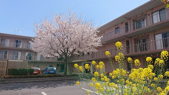 エクセルシオール西国分寺（ケアマネジャーの求人）の写真5枚目：満開の桜が中庭にあり、毎年お花見会を開催しています。