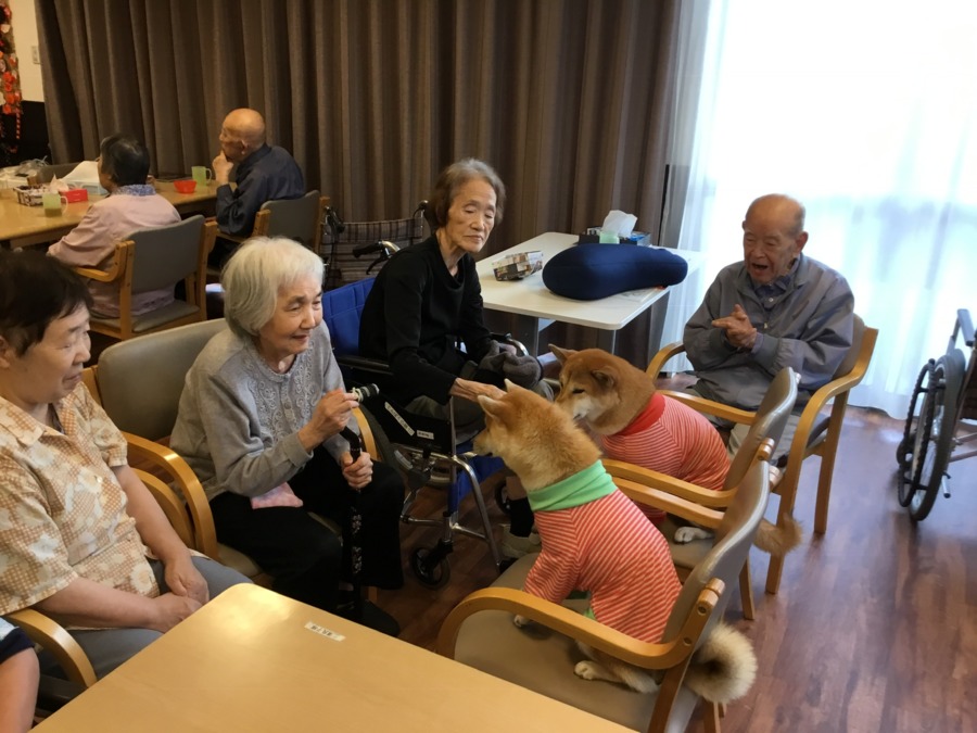 介護付有料老人ホーム　てんぱくの憩の写真3枚目：柴犬の握手会