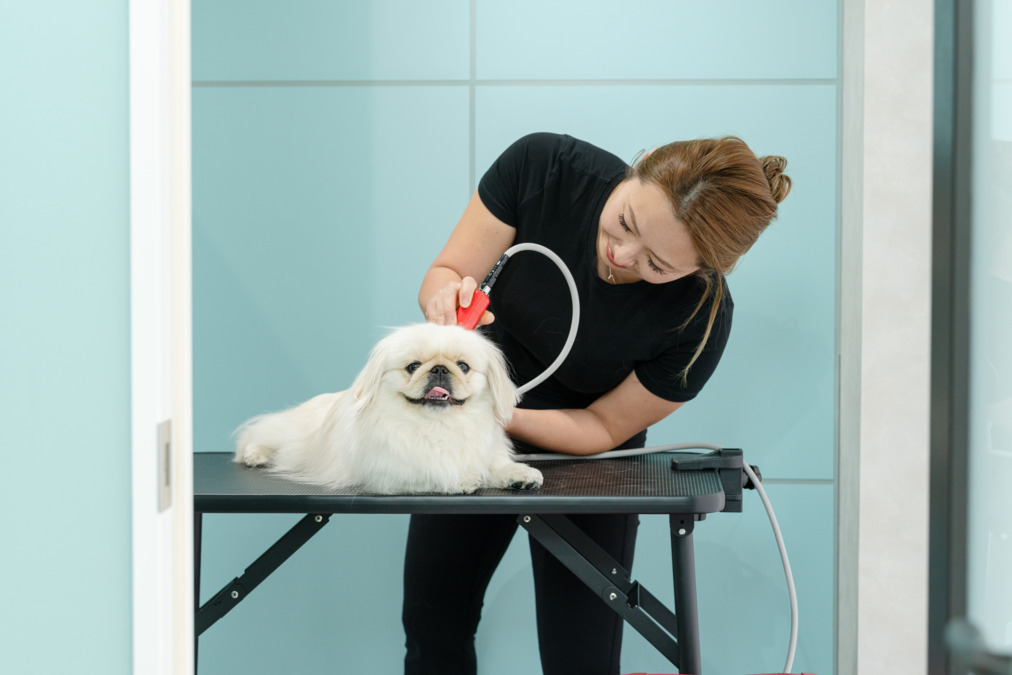 Pawfect One TBL 表参道の写真2枚目：