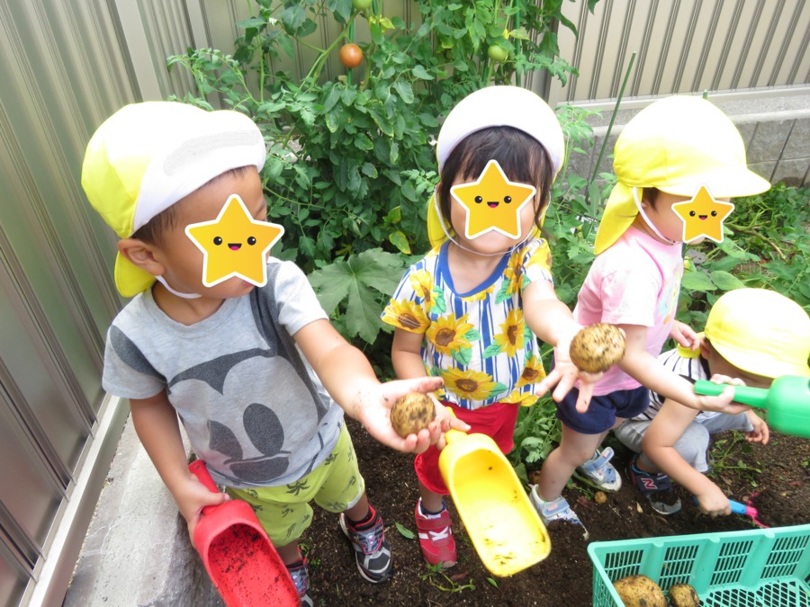 公園通り保育園(保育士の求人)の写真5枚目:園庭には小さな畑があり、野菜などの生長を見ながらお世話をしたり収穫をします。