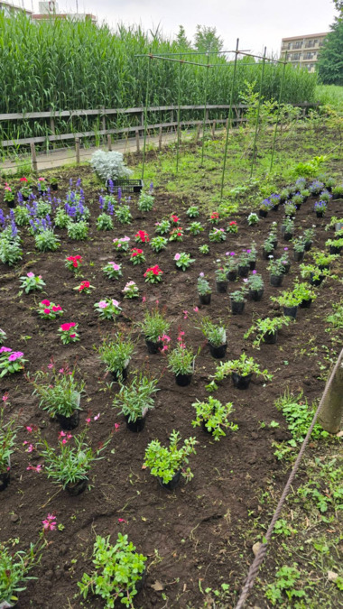 就労継続支援B型　すまいる・ピーターパン（生活支援員の求人）の写真5枚目：②外部就労（近隣の施設や花壇の整備等を委託されています）