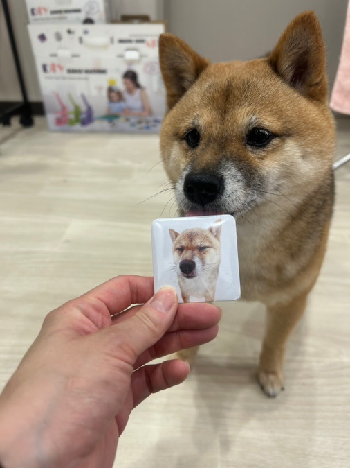 保護犬保護猫ふれあい＆カフェ ANELLA CAFÉ西宮店【2025年04月オープン】（サービス管理責任者の求人）の写真7枚目：