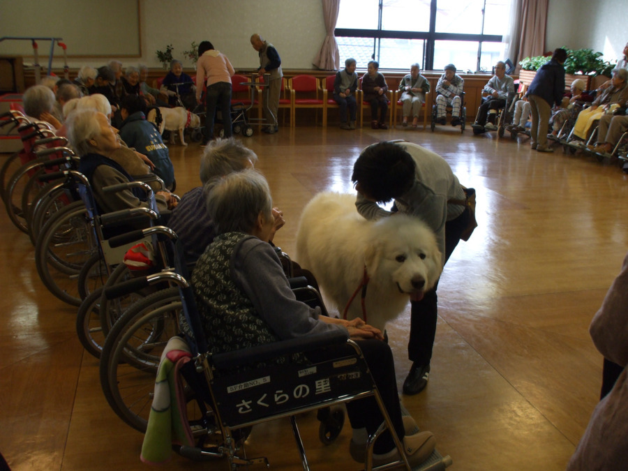 介護老人保健施設さくらの里(介護職/ヘルパーの求人)の写真5枚目:岡崎市,介護老人保健施設さくらの里,アニマルセラピー写真,看護介護求人
