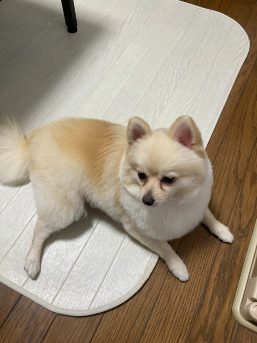 ペット共生型障がい者グループホーム わおん 正木西（生活支援員の求人）の写真6枚目：