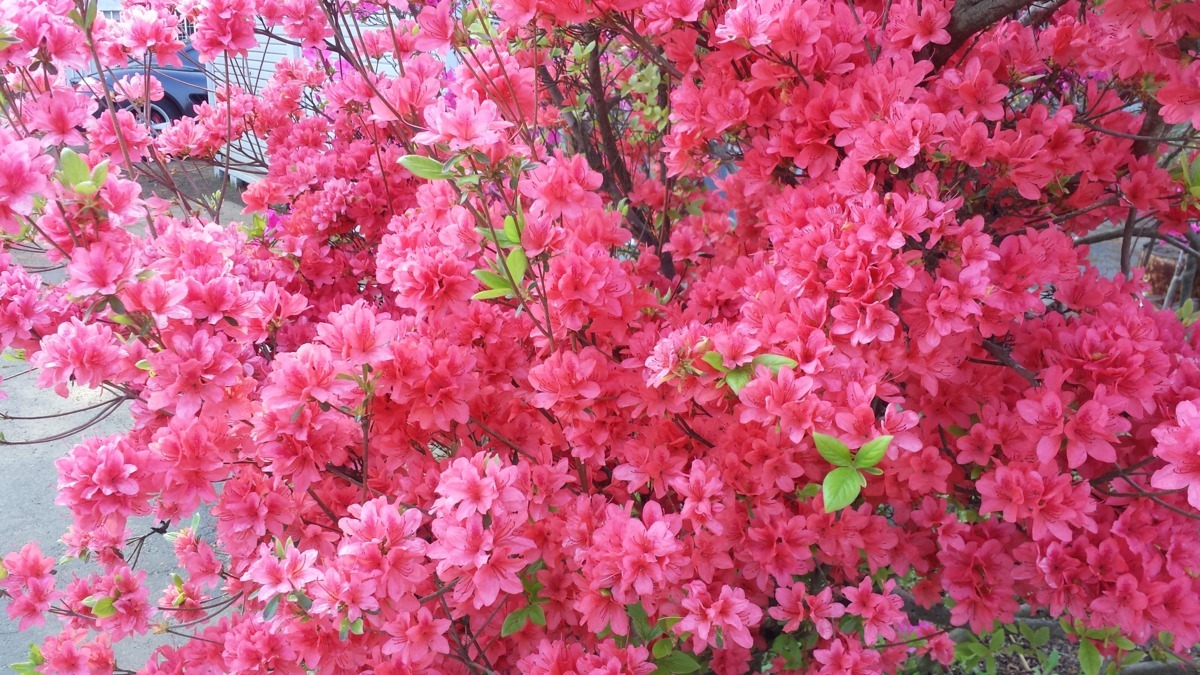 あかつき保育園の写真5枚目：園庭にはきれいな花が咲いています
