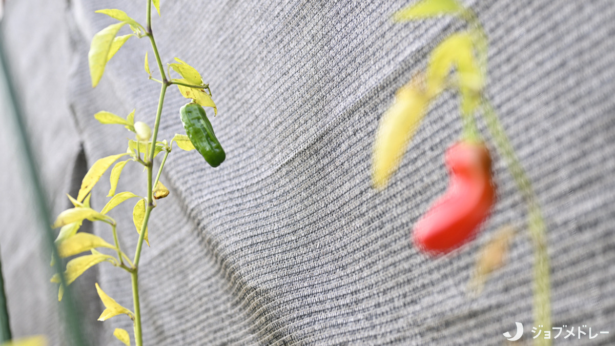 さんさん森の保育園石神井公園（保育士の求人）の写真14枚目：園内ではお花やお野菜を育てています