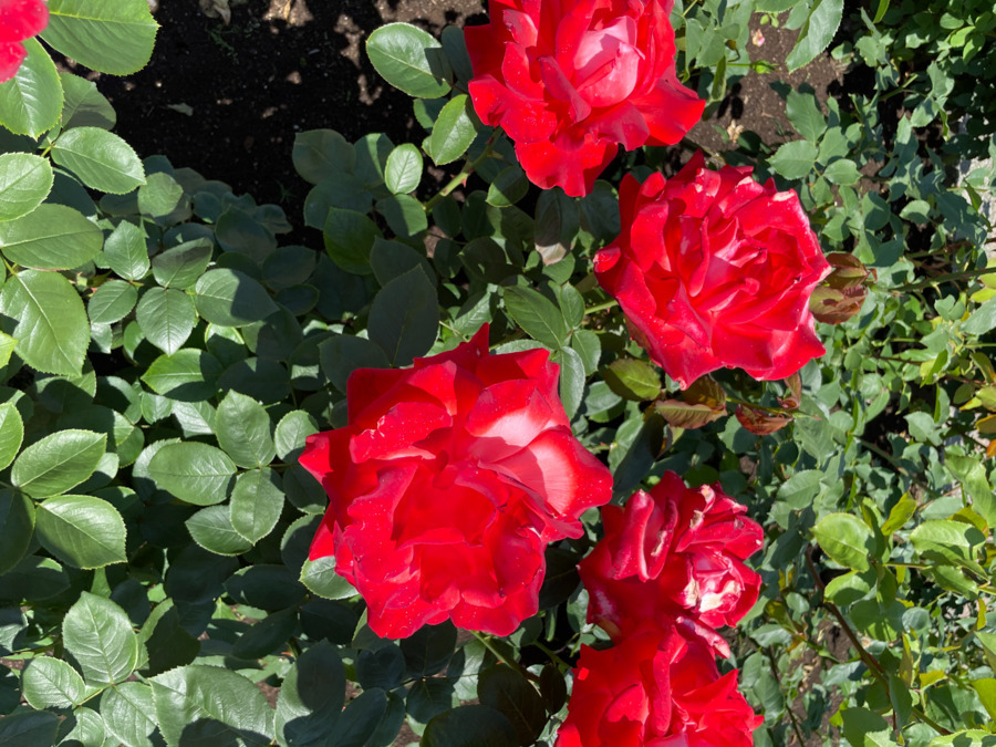 スマイルホーム3号棟の写真6枚目: