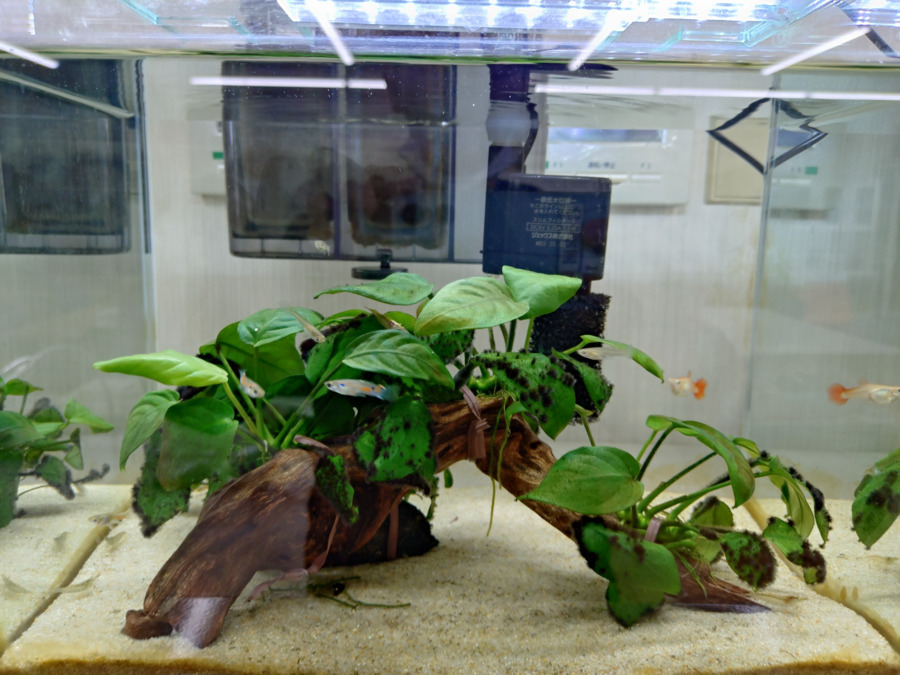 就労継続支援B型作業所 中道テクノ(生活支援員の求人)の写真2枚目:利用者様と一緒にお世話をしています。