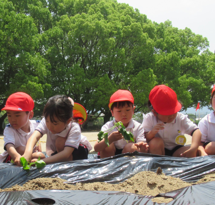 たつみ幼稚園（幼稚園教諭の求人）の写真10枚目：おいもできるかな　楽しみだな