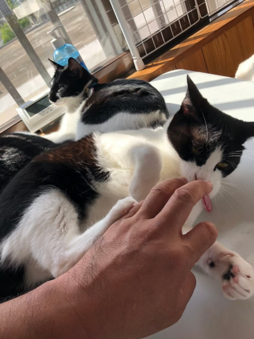 就労継続支援事業所B型 「猫雑貨&カフェ fukufuku」(生活支援員の求人)の写真5枚目: