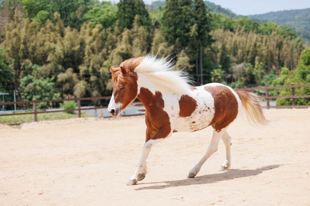 訪問介護とれじゃーまっぷ（生活支援員の求人）の写真3枚目：