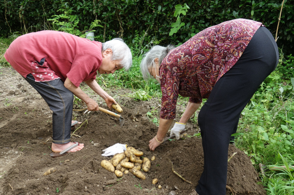いやしの里ハナモト（介護職/ヘルパーの求人）の写真2枚目：畑でジャガイモの収穫♪　　　　　
皆さん、目が輝きます！！