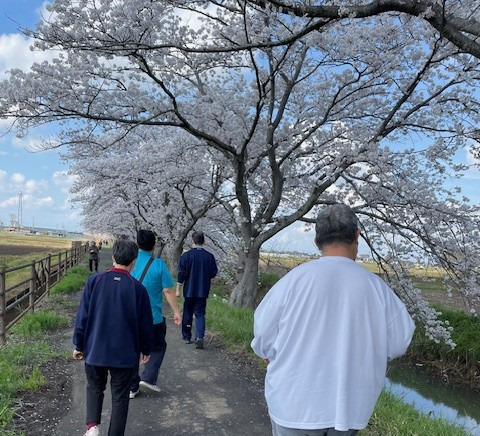 春日部養成会あすか寮の写真9枚目：外出支援　桜並木散策