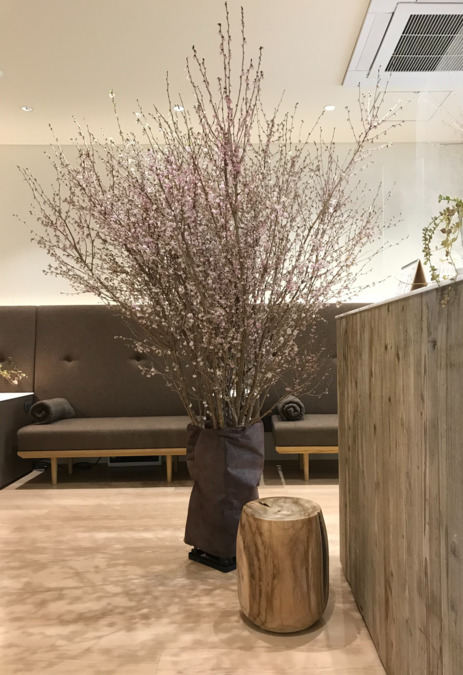 横浜 矯正歯科 アーティスティック スマイル クリニックの写真6枚目：4月桜イベント…毎年4月には待合室に生の桜を飾ります