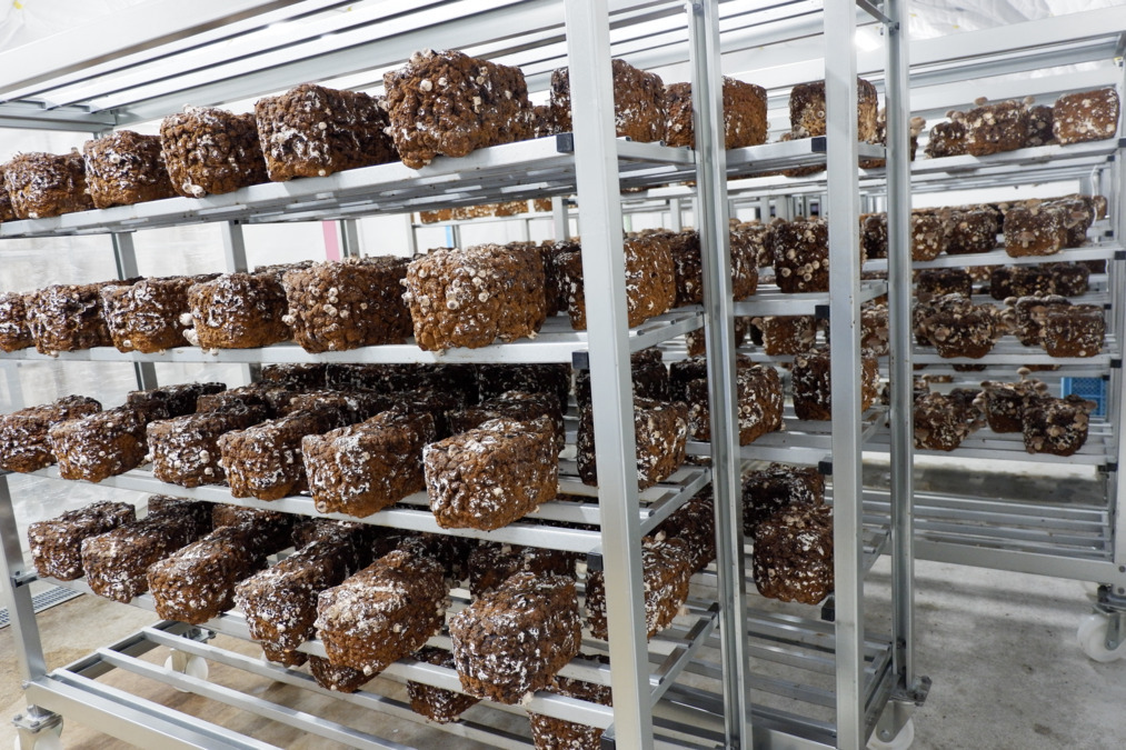 就労継続支援B型事業所グリーンツリー農園事業部(生活支援員の求人)の写真3枚目: