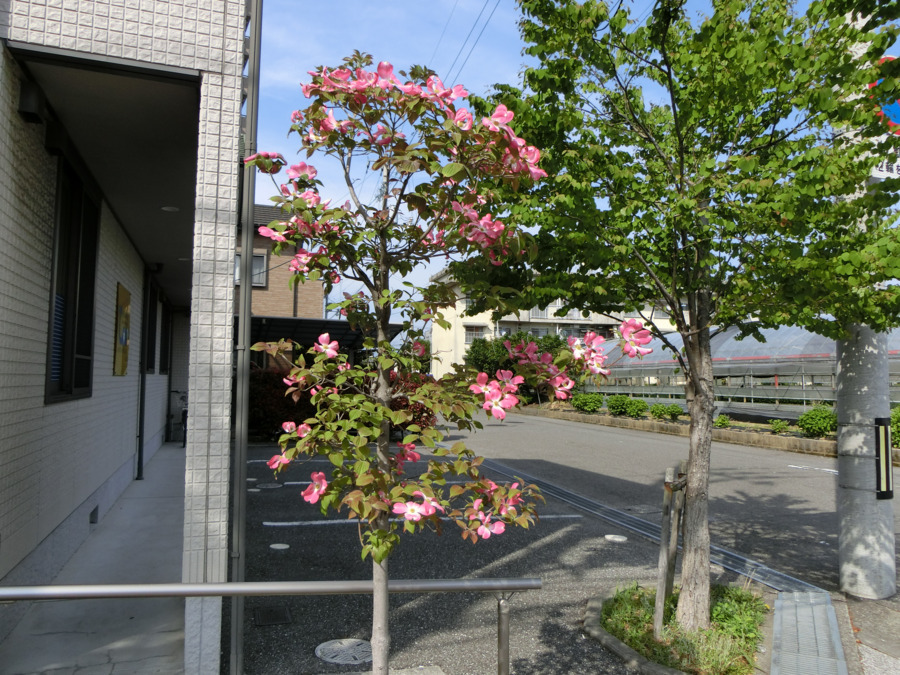 ひさのデンタルクリニックの写真7枚目:マイカー通勤可能です