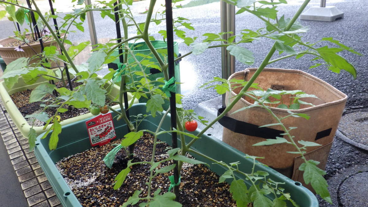 介護老人福祉施設甘木愛光園の写真8枚目: