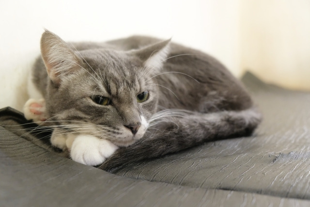 保護猫サロン　ねこのマーチ【2025年11月オープン予定】（サービス管理責任者の求人）の写真3枚目：