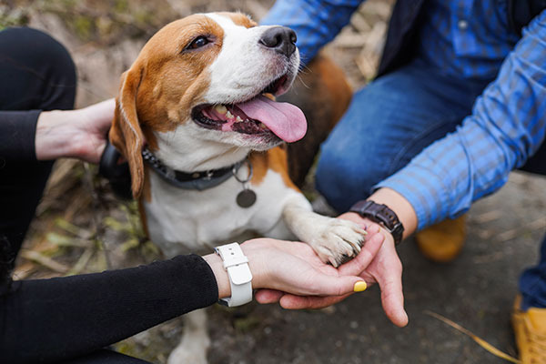 わおんグループホーム四日市の写真:保護犬活動と、障がいがある方の支援の課題に向き合います