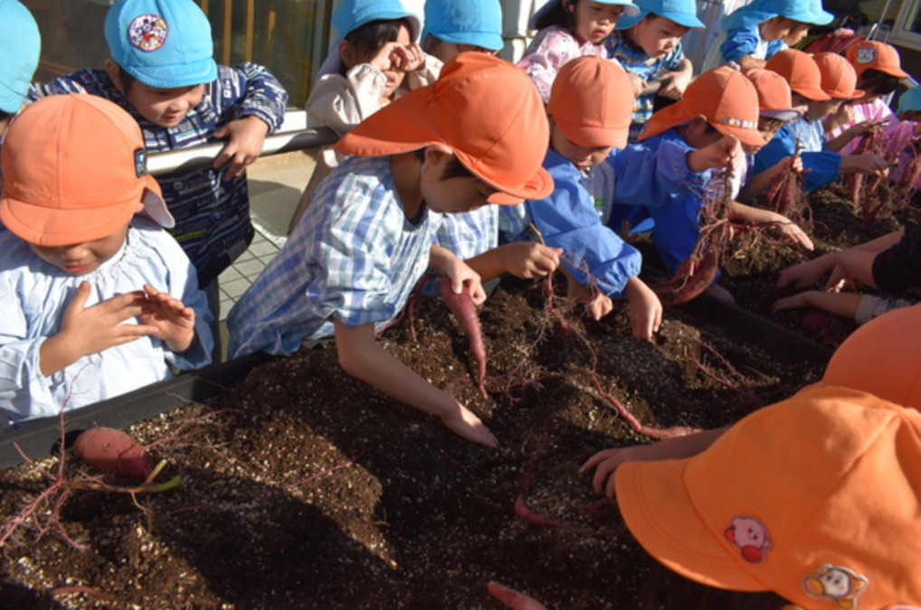 みなみ新松戸保育園の写真7枚目:さつまいも掘り