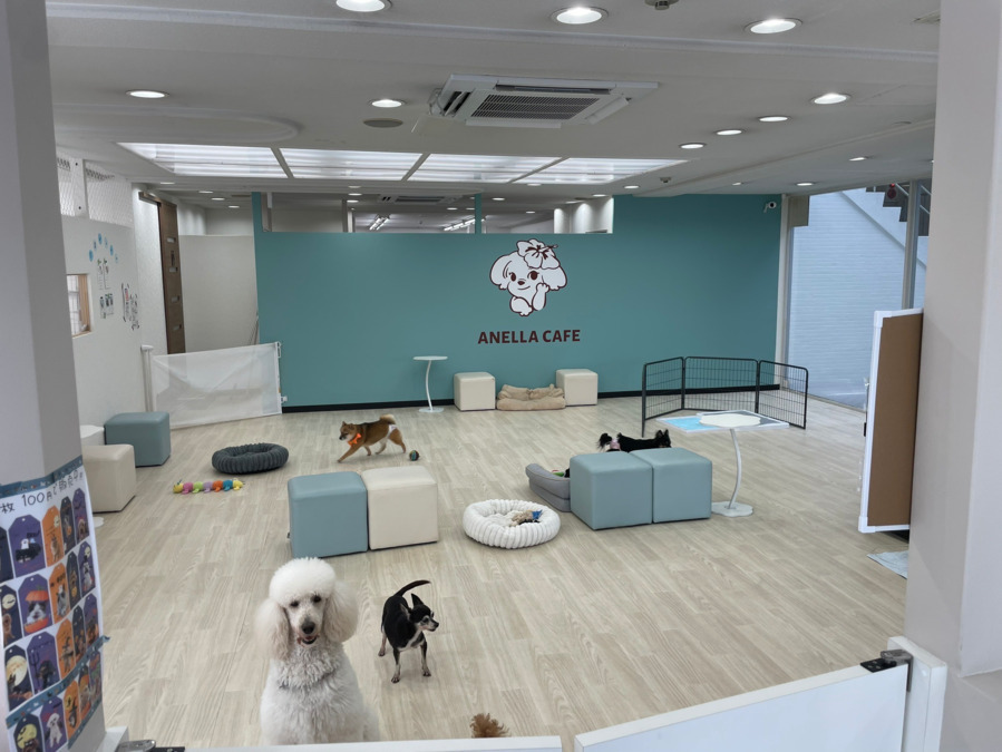 保護犬保護猫ふれあい＆カフェ ANELLA CAFÉ西宮店【2025年04月オープン】（サービス管理責任者の求人）の写真2枚目：