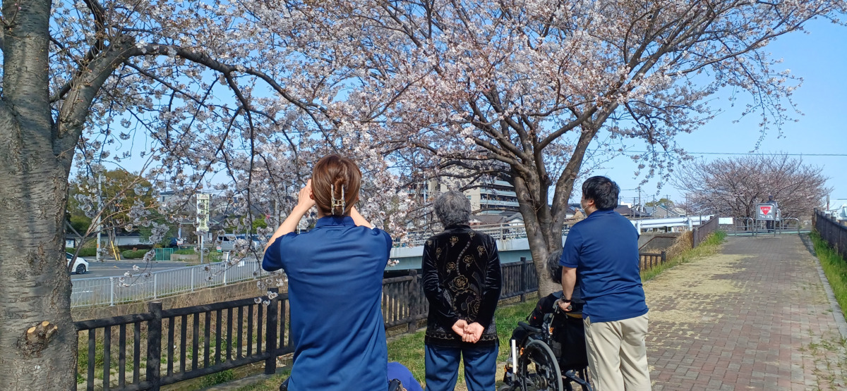 看護小規模多機能型居宅介護　ケアピリカみさと（介護職/ヘルパーの求人）の写真3枚目：春の風と満開の桜、心もぽかぽかお花見日和🌸