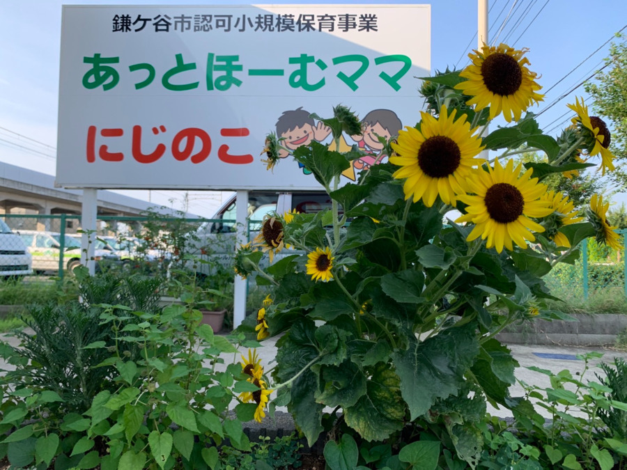 あっとほーむママ・にじのこの写真5枚目：ひまわり