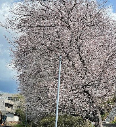 ホスピス対応型住宅リベル 一宮八幡の写真4枚目：施設のウッドデッキから素敵な桜が見える予定です🌸