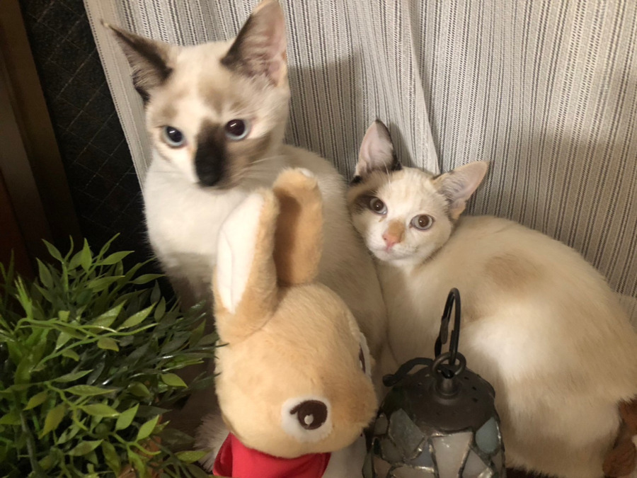 障がい者グループホーム・らぽーる松伏の写真8枚目：らぽーる松伏二番館には２匹の猫がいます